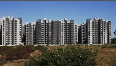 Sobha Chrysanthemum